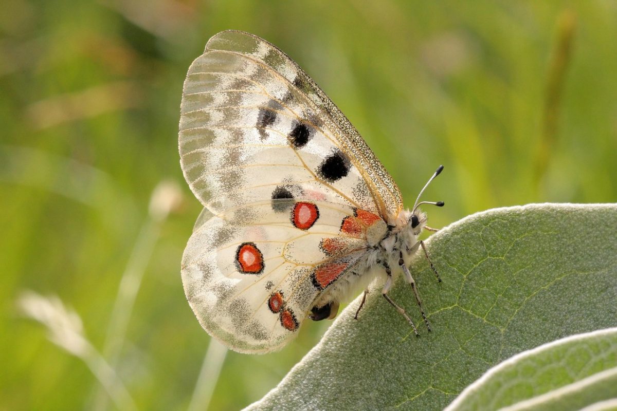 Apollo butterfly Plateau de la Rochette