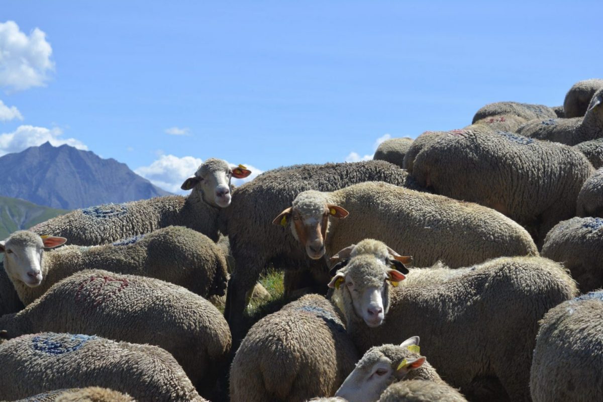 Pastoralism Auris-en-Oisans