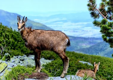 Half-day hike: chamois observation