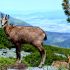 Half-day hike: chamois observation