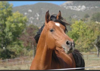Second Souffle, Ecuries Mesas