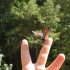 Creative walks in the forest
