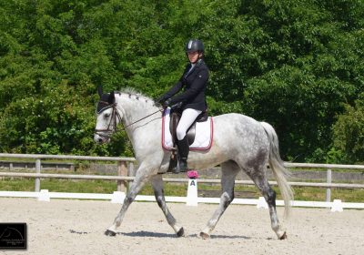 Equestrian training