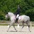 Equestrian training