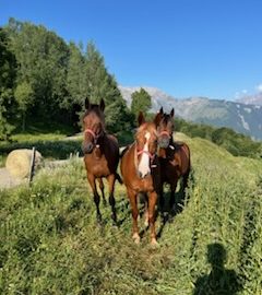 Horse hiking – Equestrian centre of Les 2 Alpes Prej’ Alpes