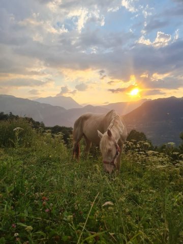 Horse hiking – Equestrian centre of Les 2 Alpes Prej’ Alpes_Les Deux Alpes