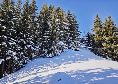 Forest bath” guided hike