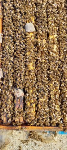 Beehive