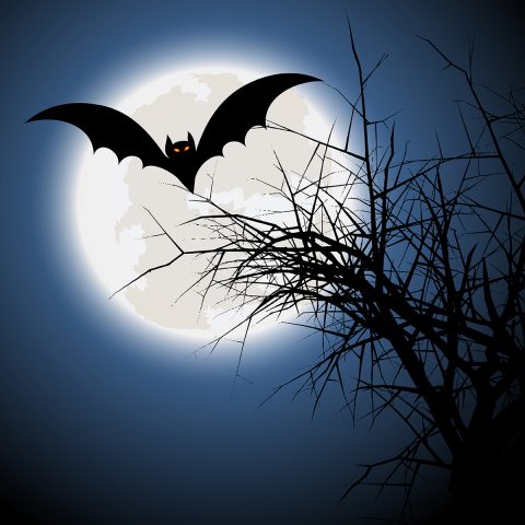 Discovering the Wings of the Night_Le Bourg-d’Oisans