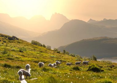 A NIGHT IN THE MIZOEN ALPINE MEADOW