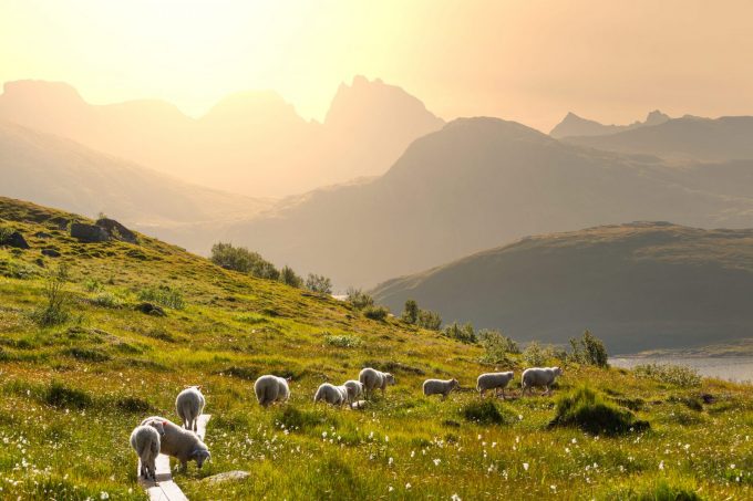 A NIGHT IN THE ALPINE MEADOWS AT TAILLEFER_Oulles