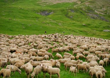 Trip to the Mountain Pastures – Besse-en-Oisans