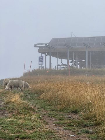 Les Sûres in September, when the cattle come down from the mountain pastures