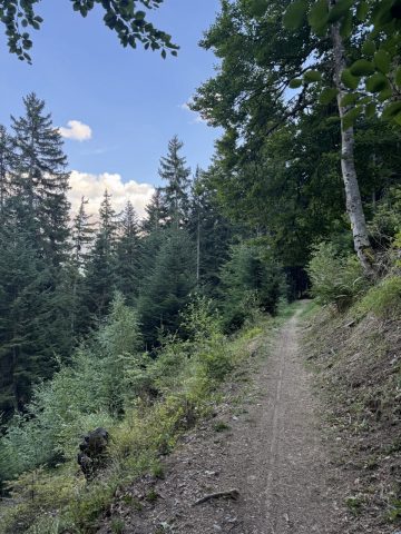 In the Piégut Forest