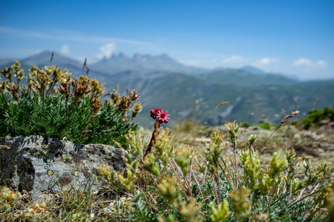 Spiderweb houseleek in front of the Aiguilles d’Arves