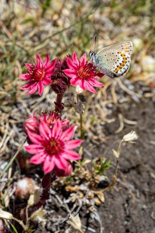 Common Blue on a spiderweb-leaved houseleek