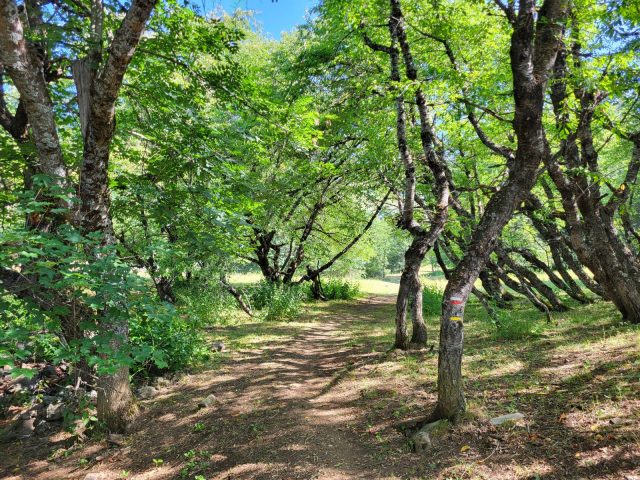 Shaded trail