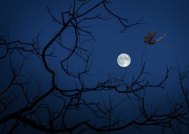 “Discovering Bats” Evening Event