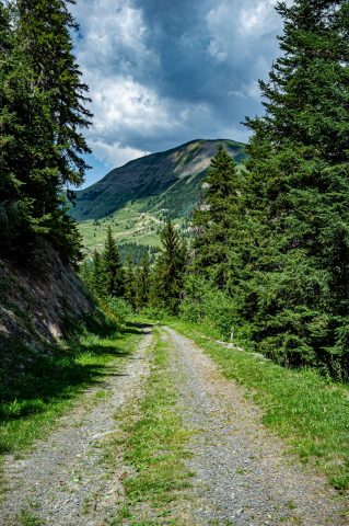 Trail in the Piégut Forest