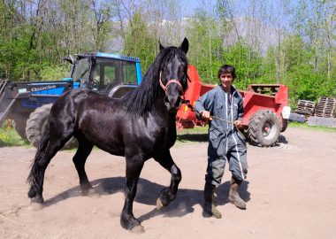 Horse farm – Mérens Breeding
